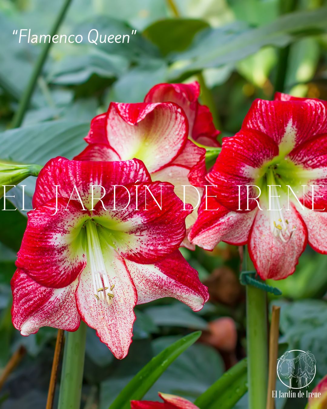 Amaryllis: La flor de bulbo más fácil de cultivar