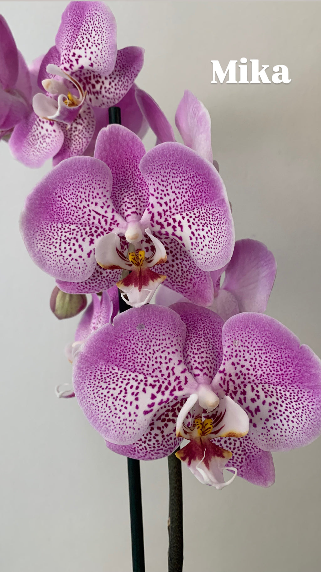 Arreglo Orquídea 'Violetta'