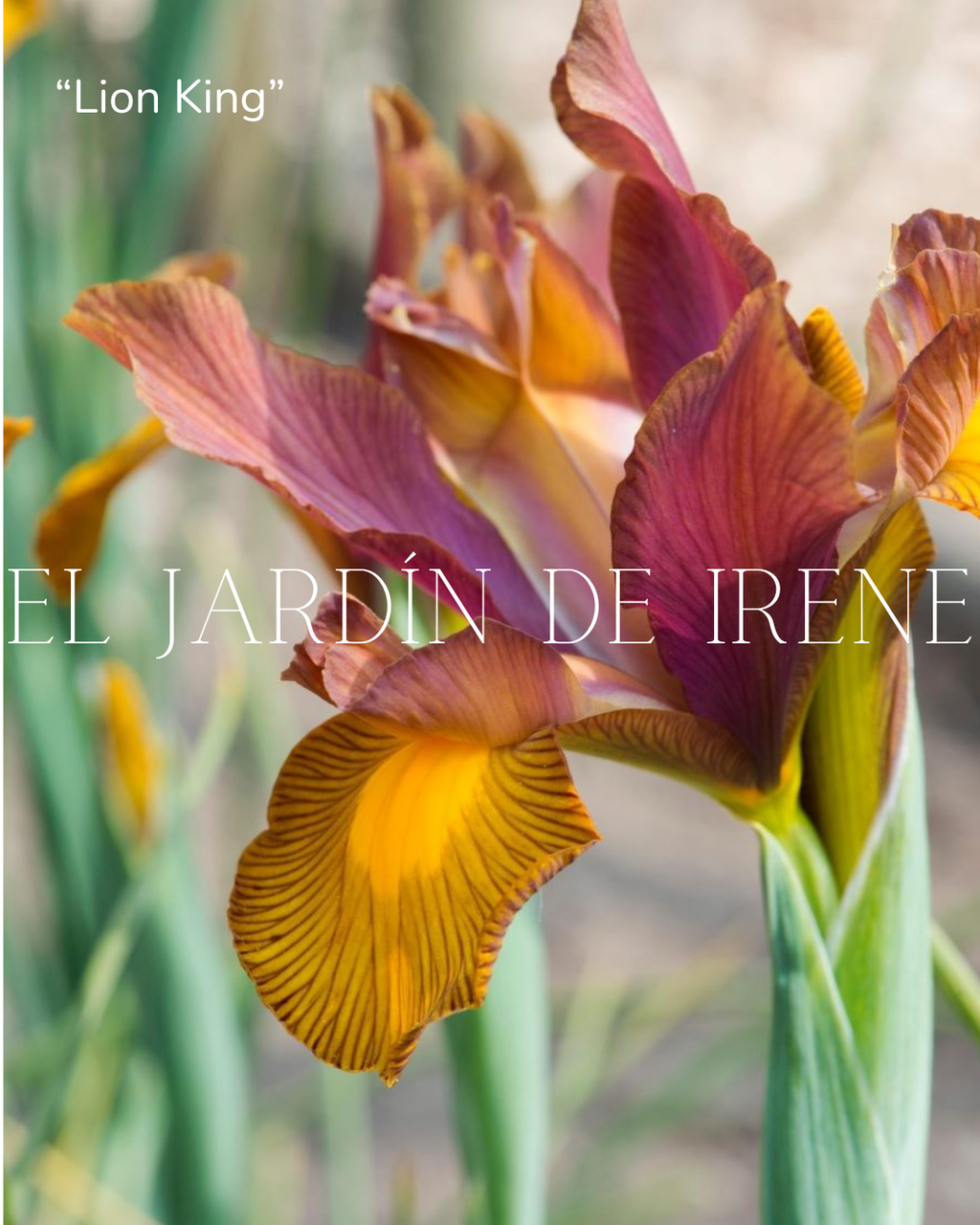 Bulbos de Iris Holandica