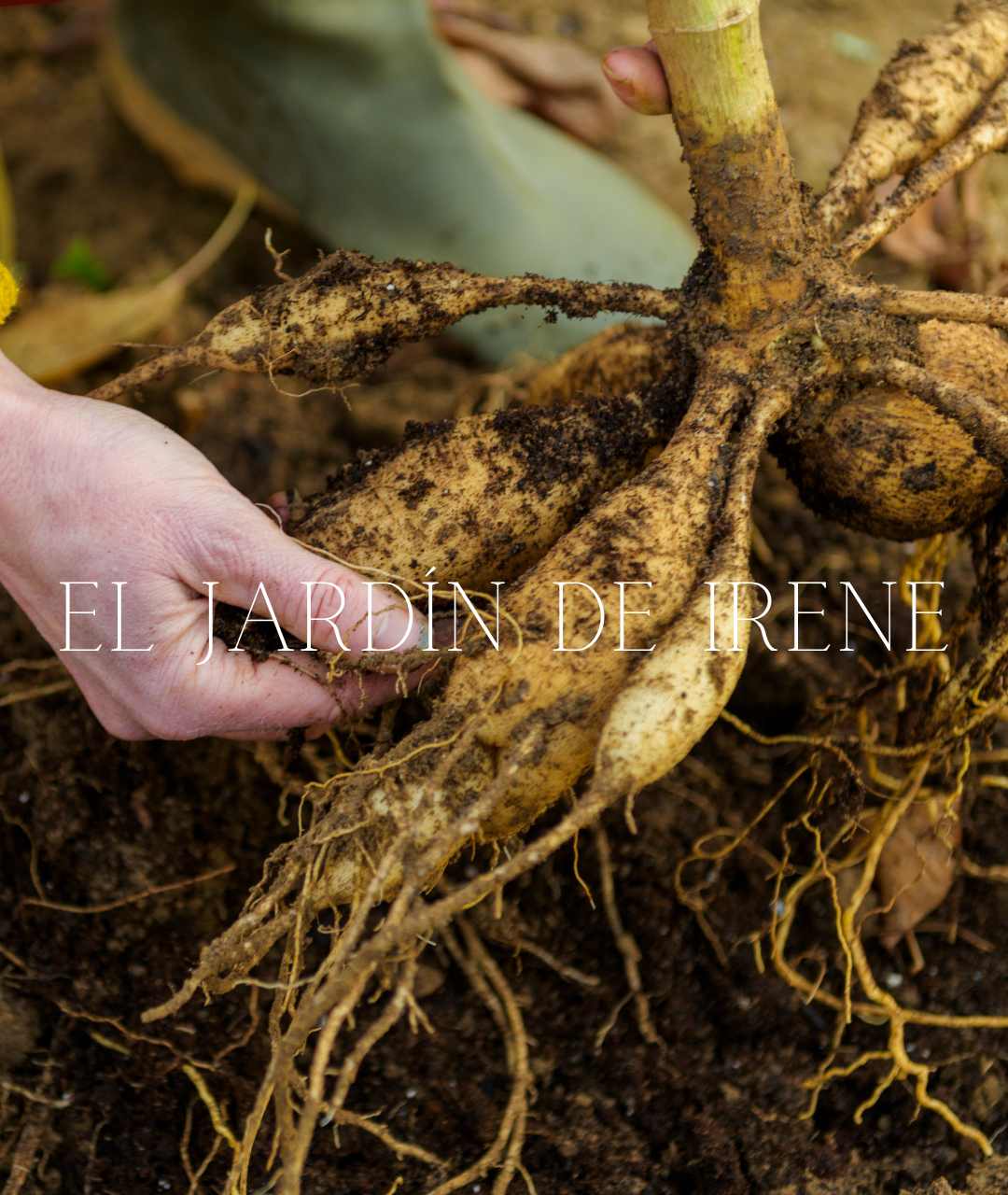 Bulbos de Dalias PREVENTA
