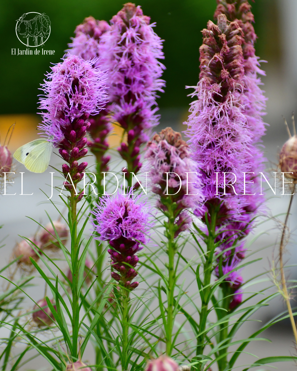 Bulbos de Liatris