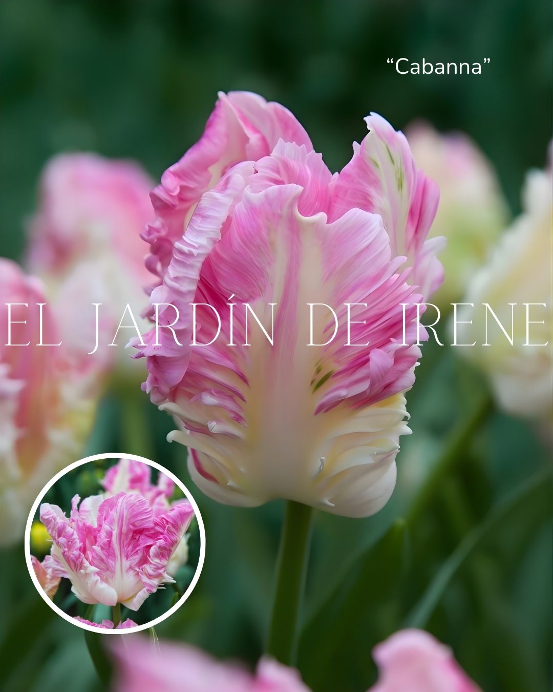 Bulbos de Tulipán PREVENTA