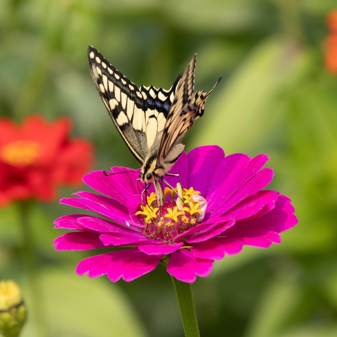 Semillas de Zinnia Mix 'Orgánicas'