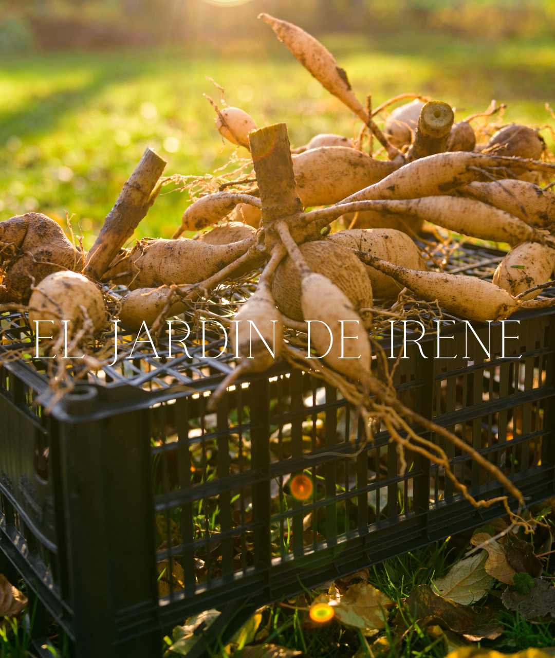 Bulbos de Dalias PREVENTA