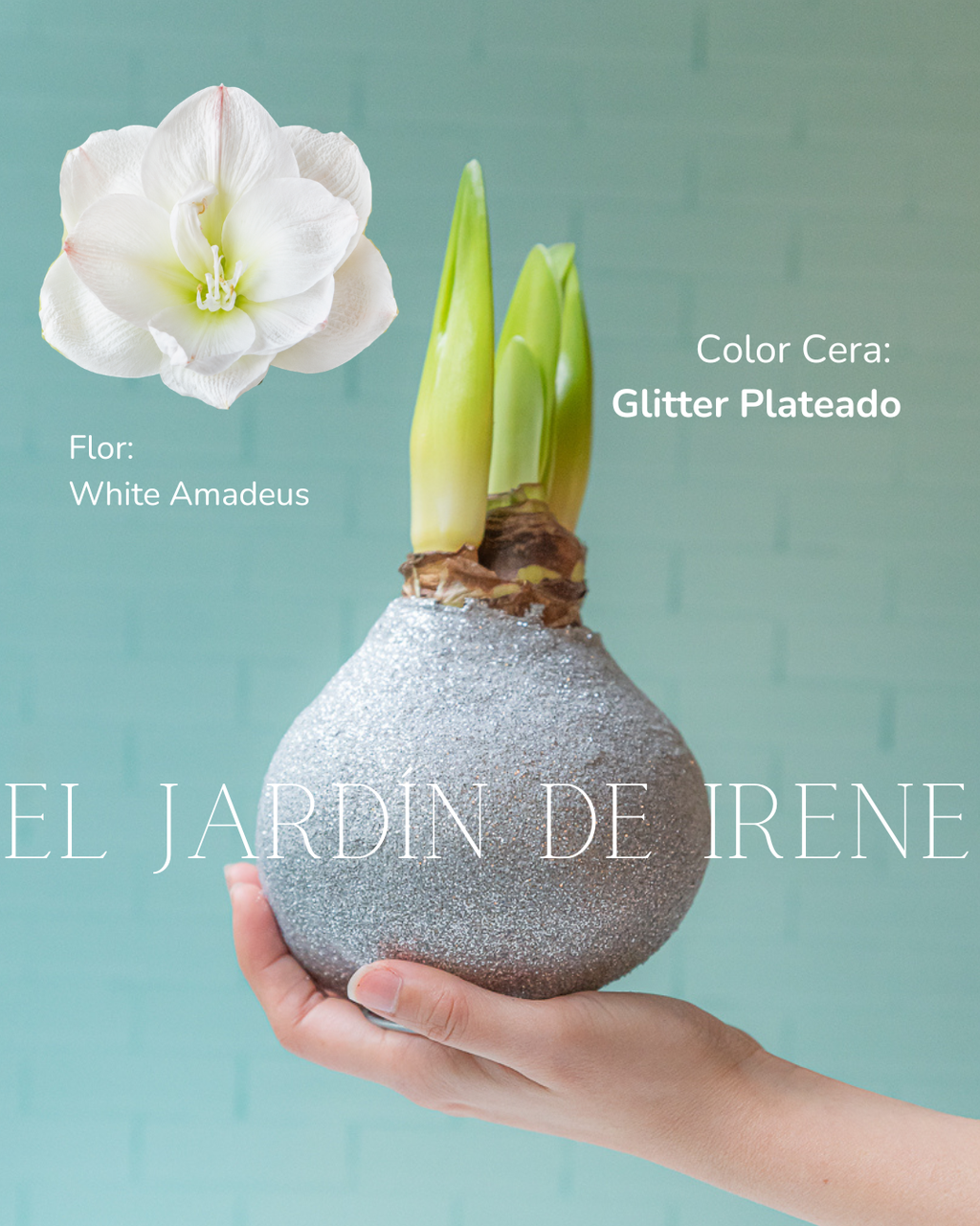 PREVENTA Amaryllis Wax Colección 2026