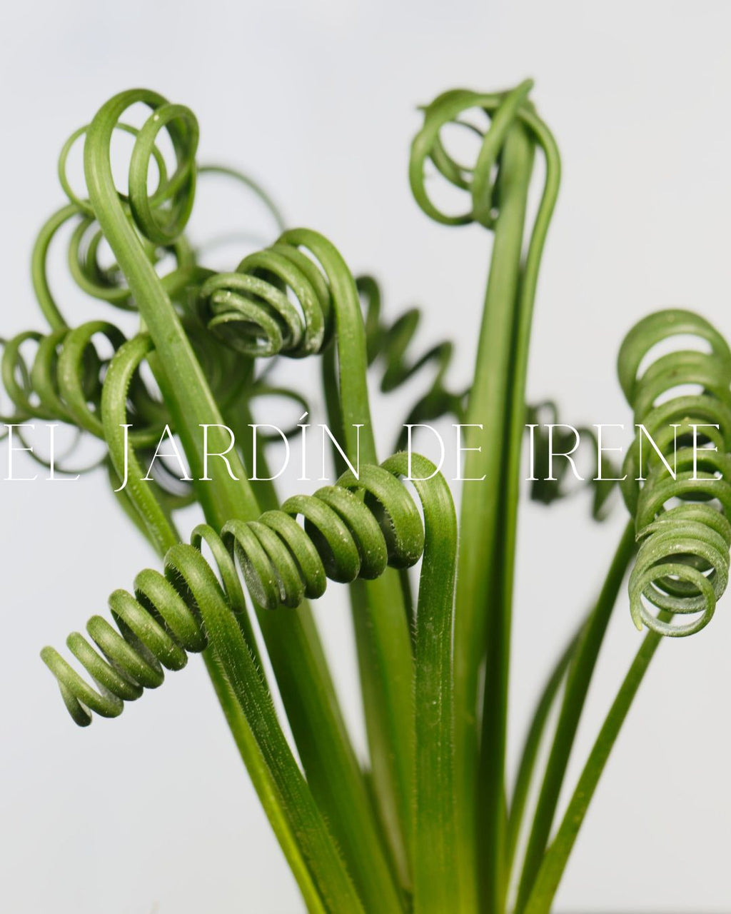 Bulbos de Albuca
