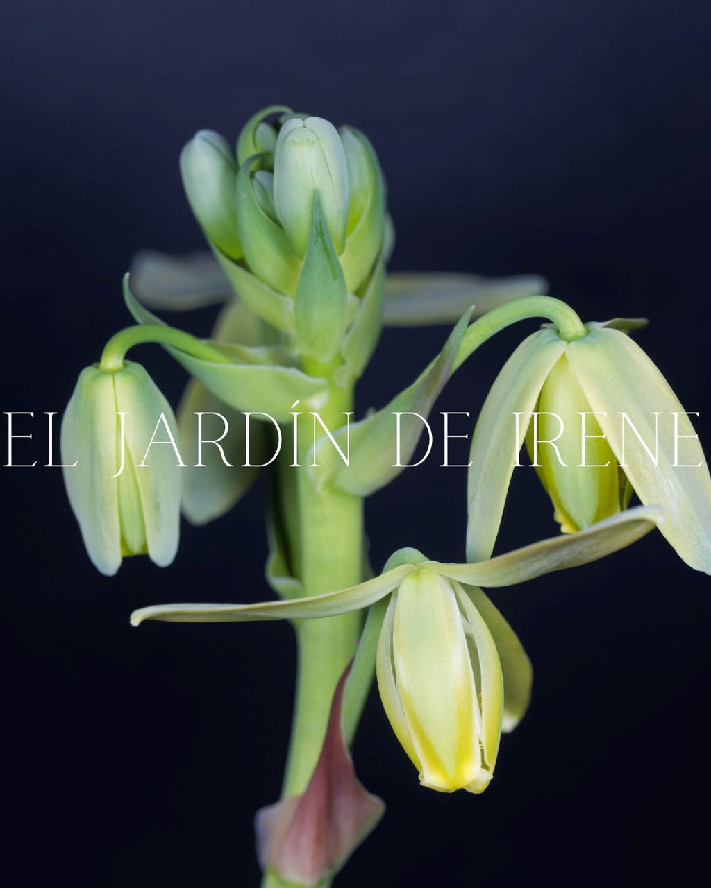 Bulbos de Albuca
