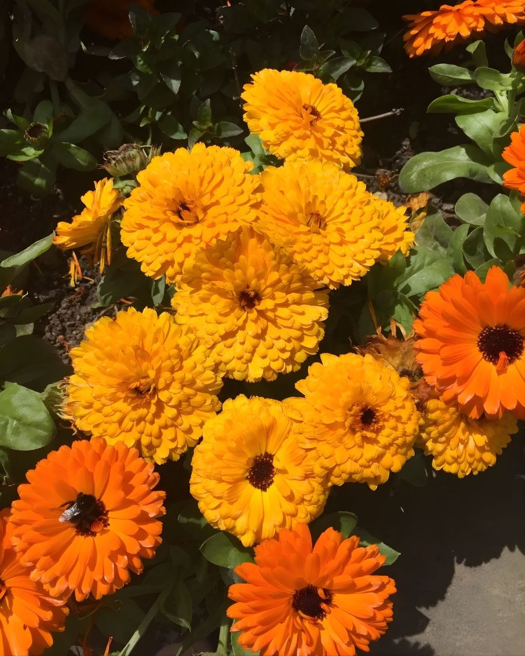 Semillas de Caléndula 'Fiesta Gitana' Rocalba