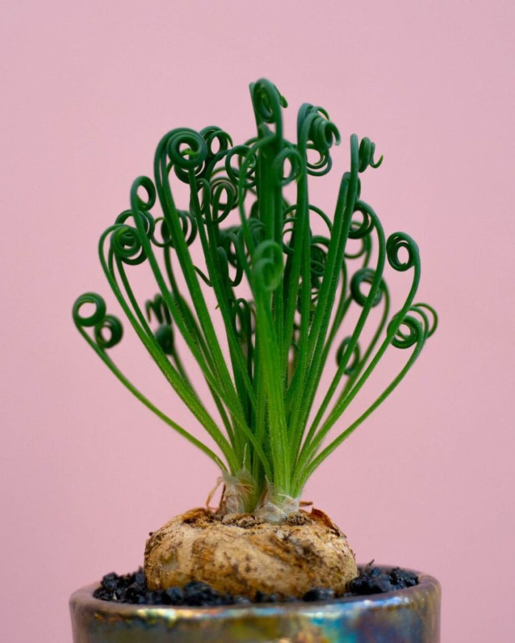 Bulbos de Albuca