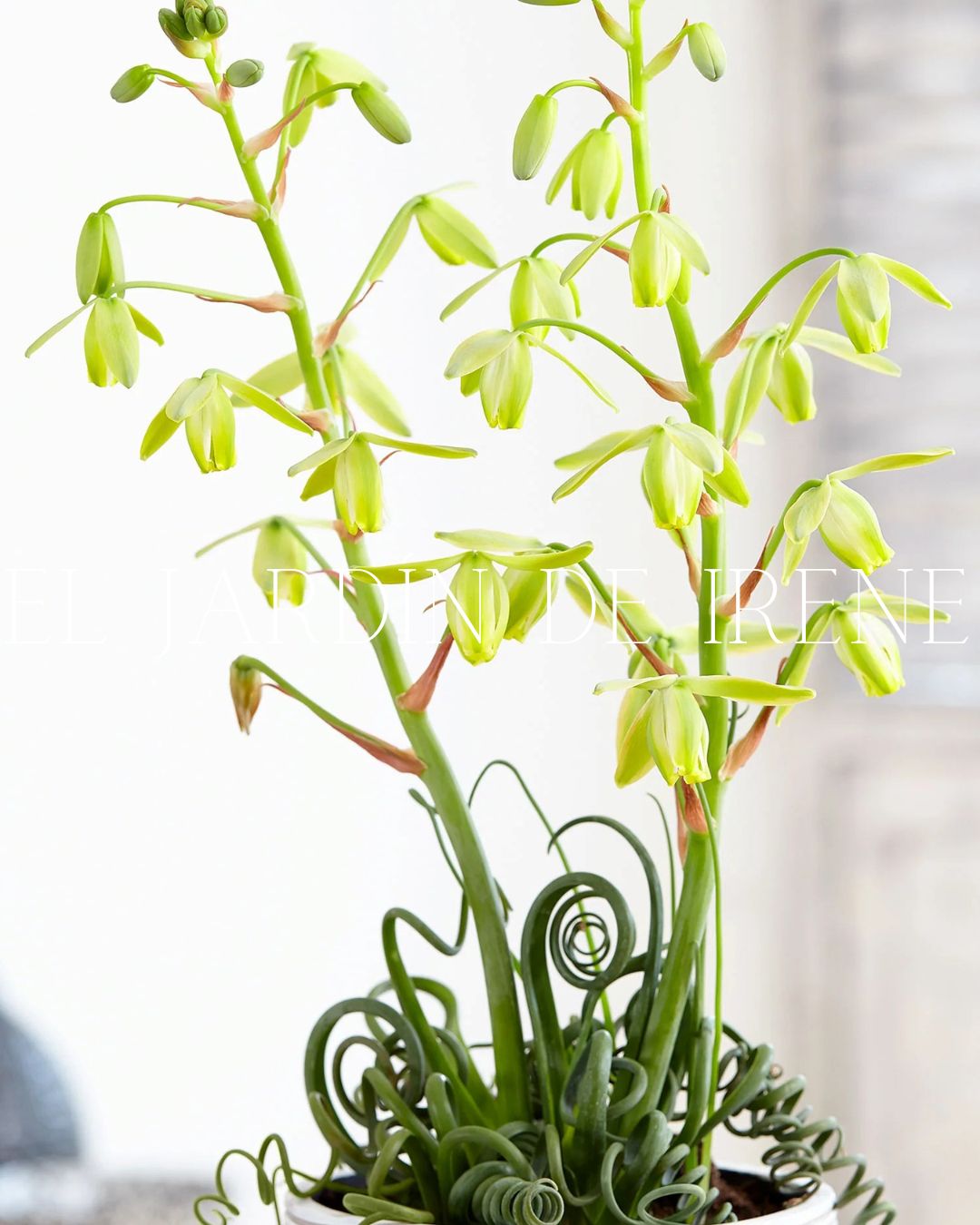 Bulbos de Albuca