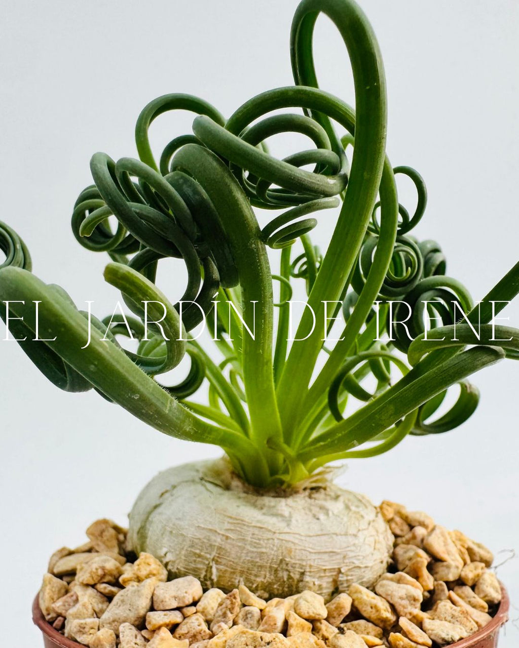 Bulbos de Albuca
