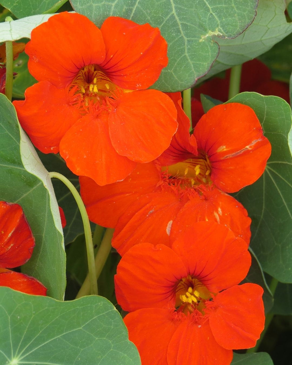 Semillas de Capuchina 'Emperatriz' Rocalba