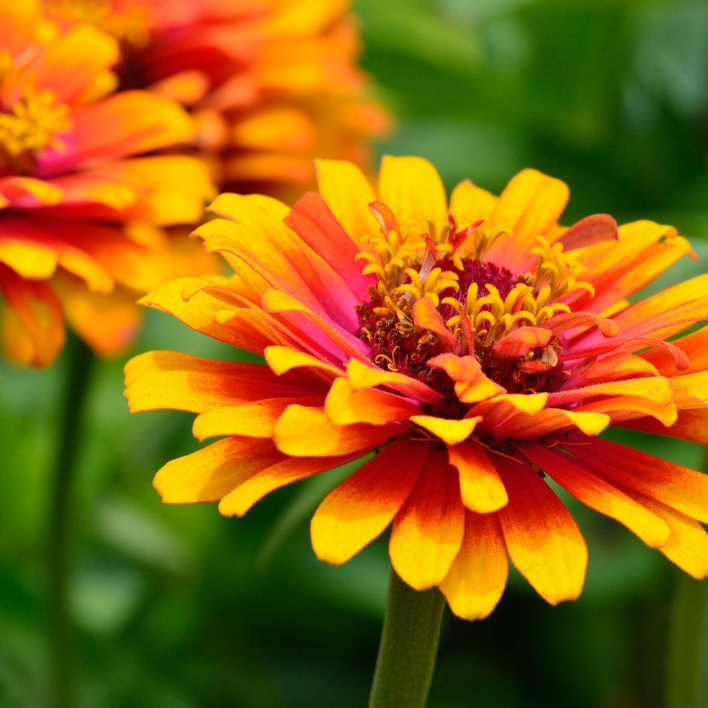 Semillas de Zinnia Mix 'Orgánicas'