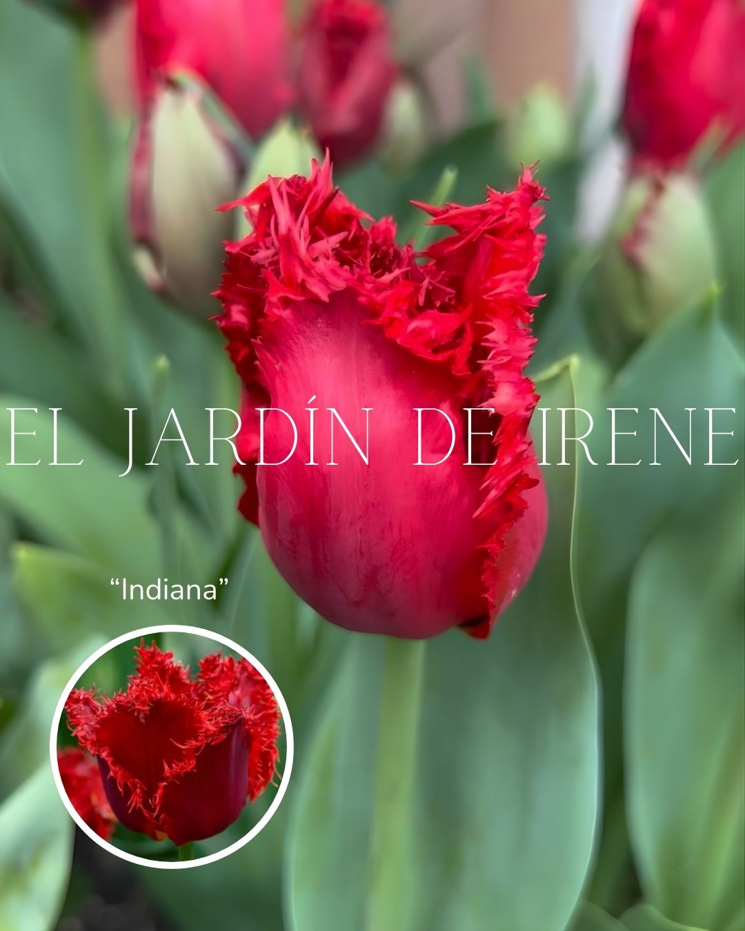 Bulbos de Tulipán PREVENTA