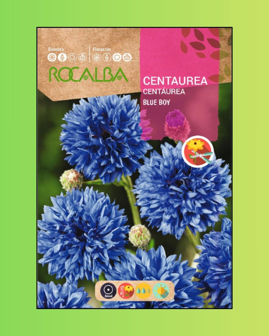 Semillas de Centaurea 'Blue Boy' Rocalba