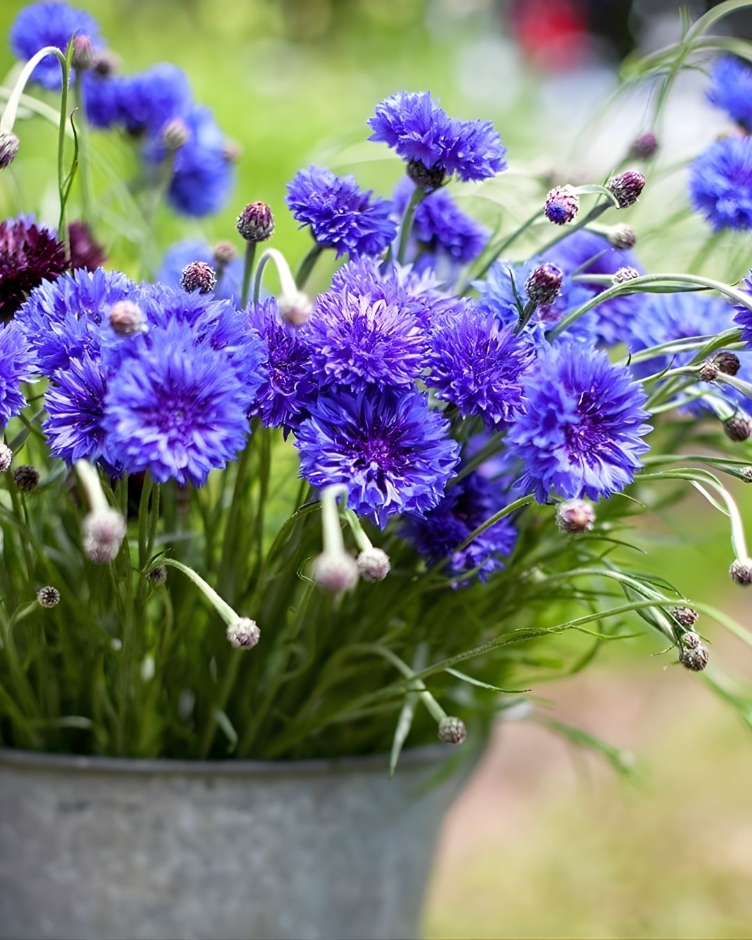 Semillas de Centaurea 'Blue Boy' Rocalba
