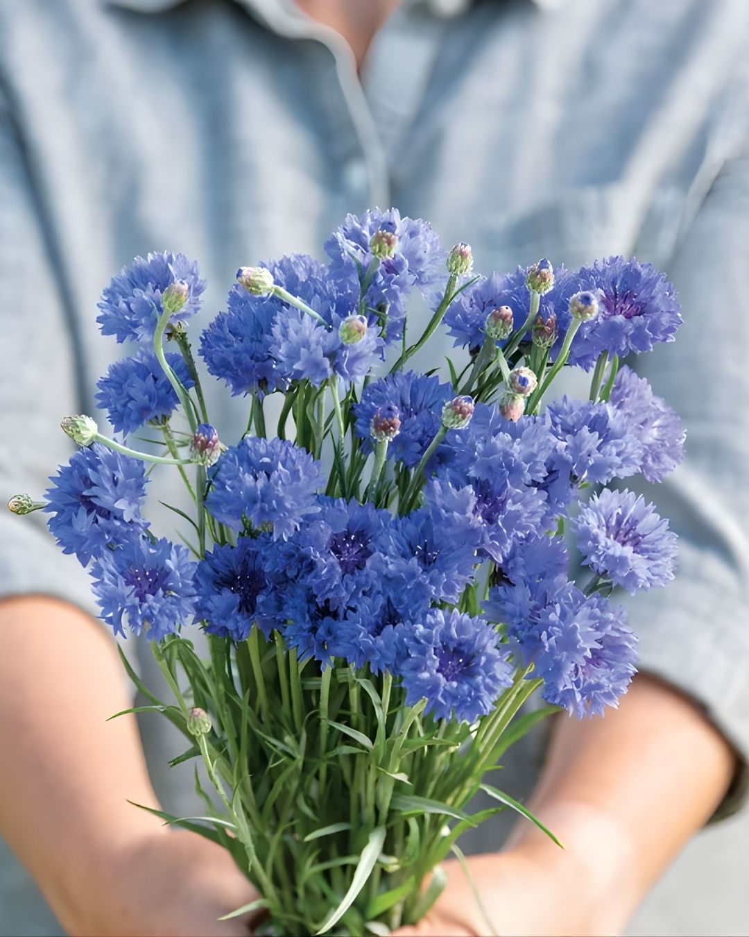 Semillas de Centaurea 'Blue Boy' Rocalba