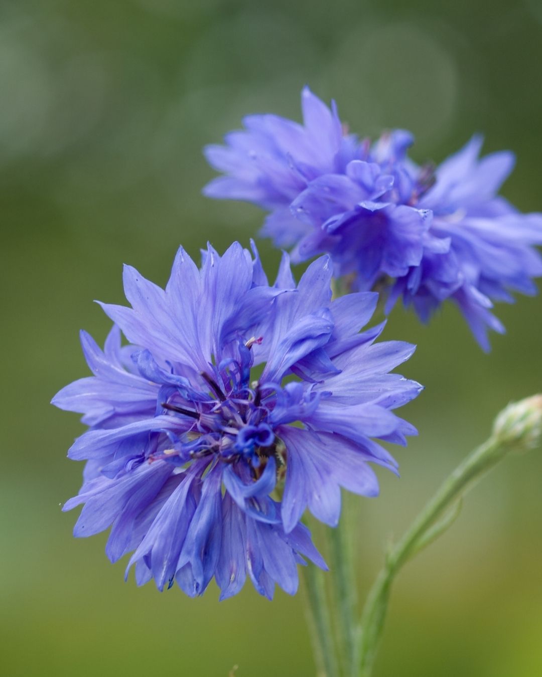 Semillas de Centaurea 'Blue Boy' Rocalba