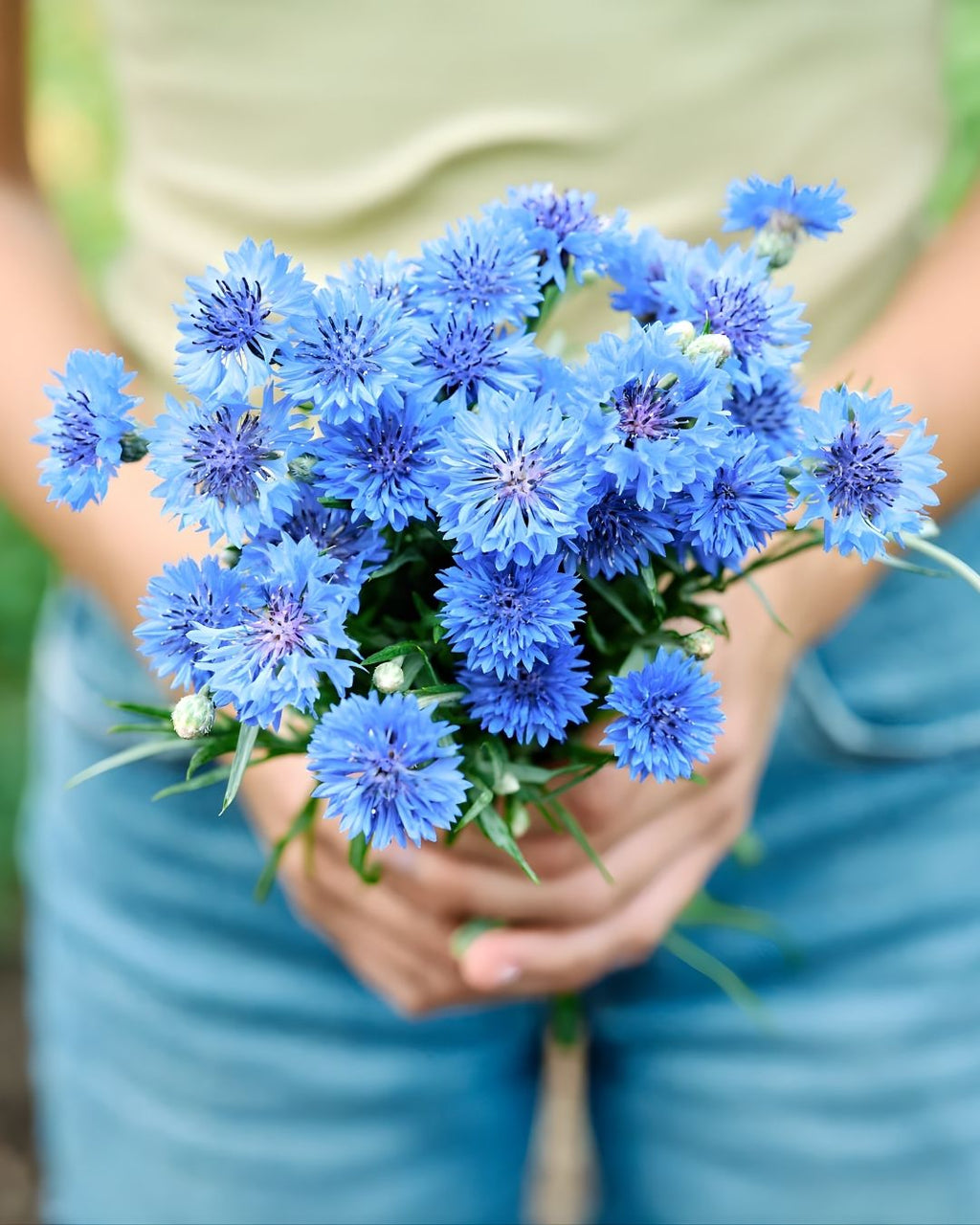 Semillas de Centaurea 'Blue Boy' Rocalba