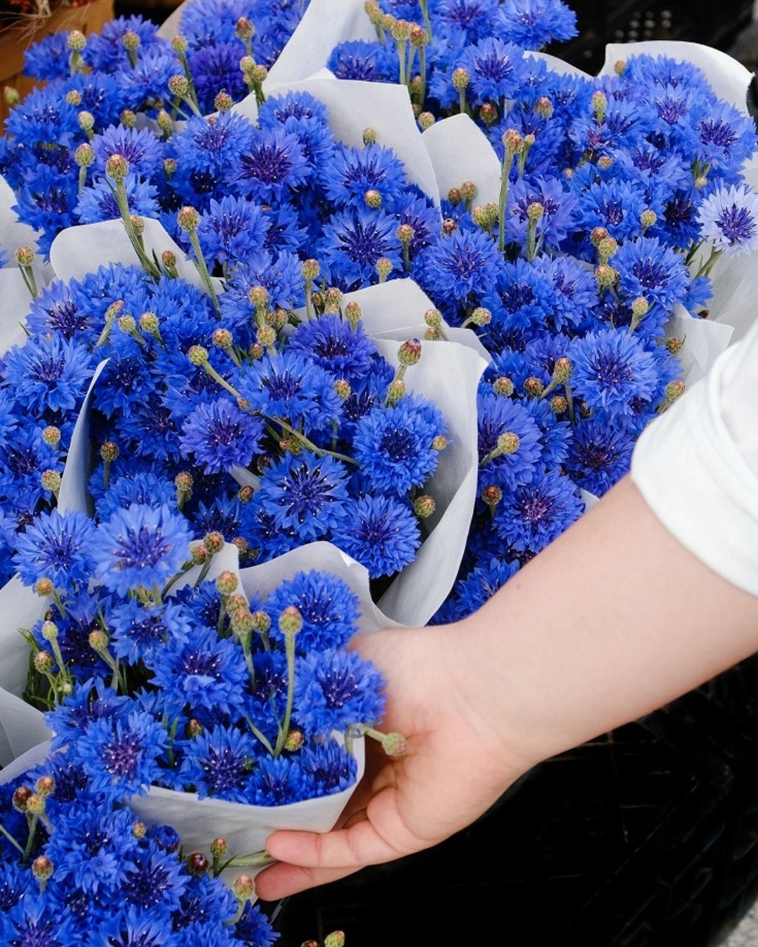 Semillas de Centaurea 'Blue Boy' Rocalba