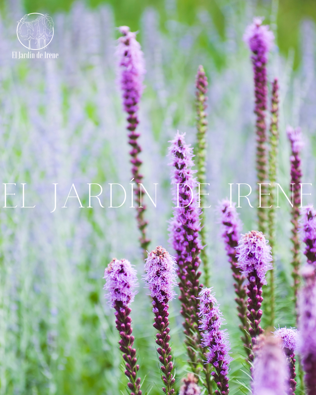 Bulbos de Liatris