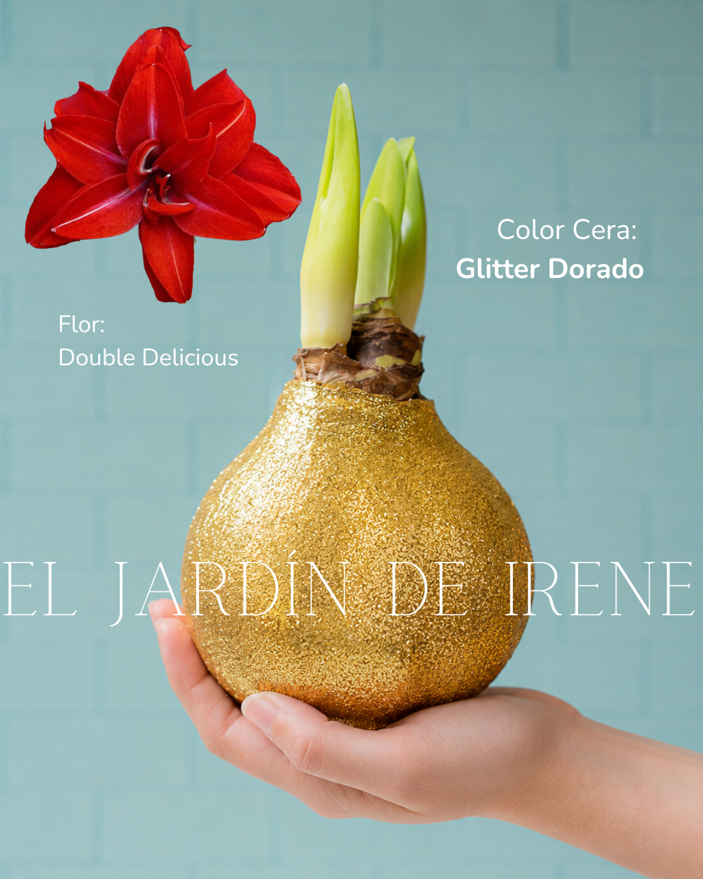 PREVENTA Amaryllis Wax Colección 2026