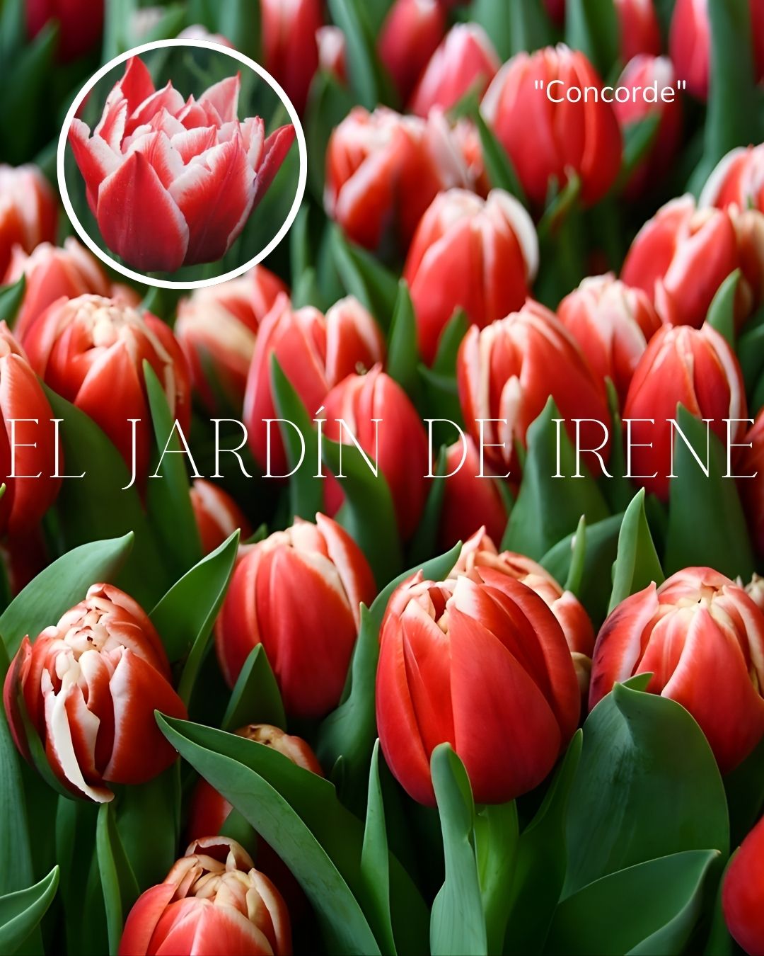 Bulbos de Tulipán PREVENTA