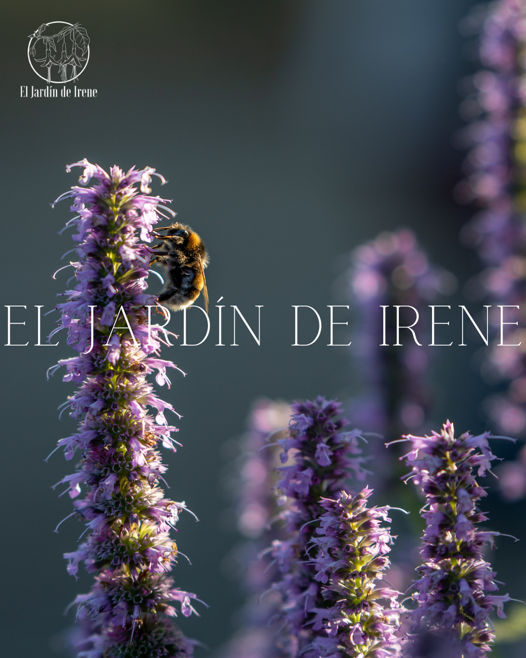 Bulbos de Liatris