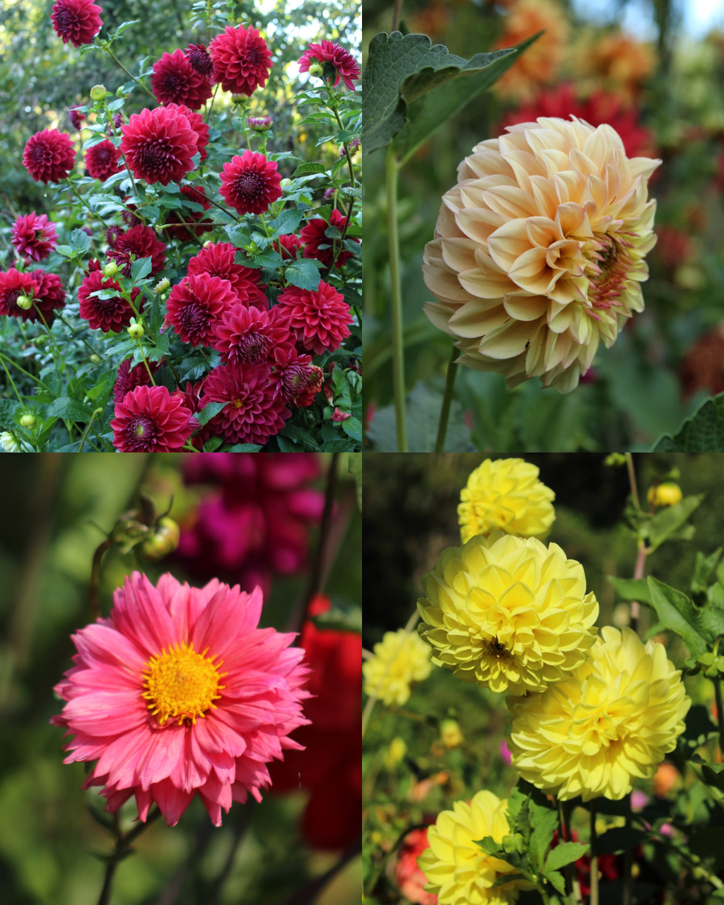 Bulbos de Dalias