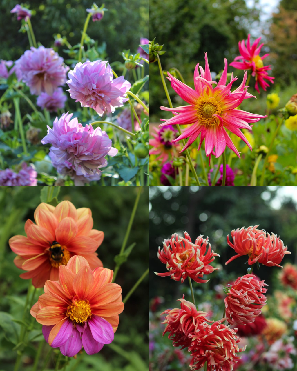 Bulbos de Dalias