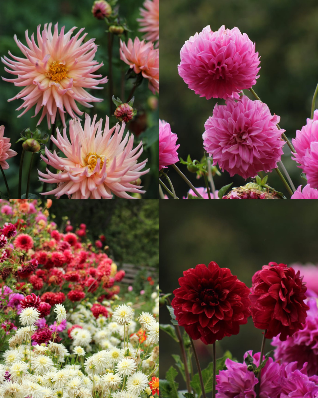 Bulbos de Dalias