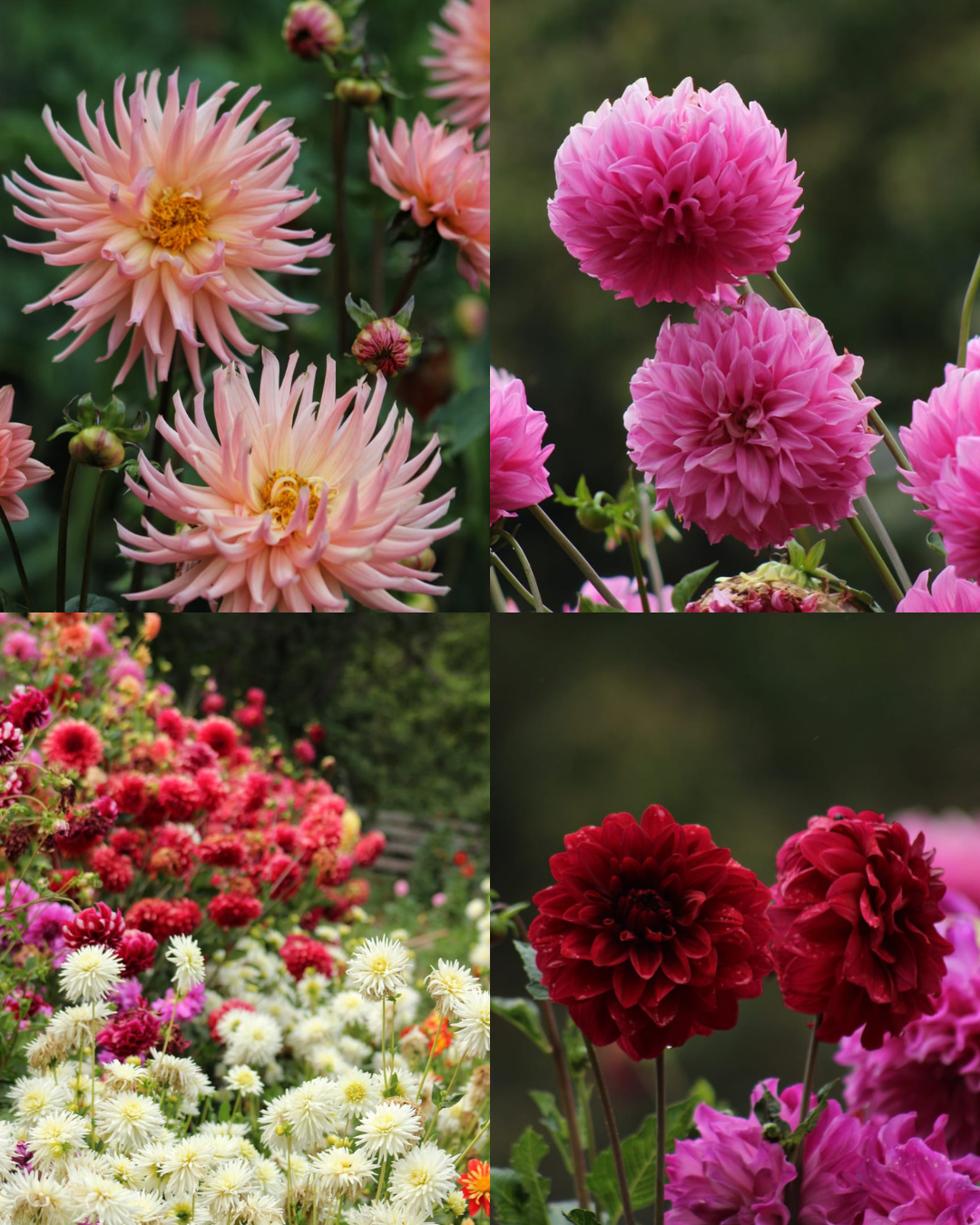 Bulbos de Dalias
