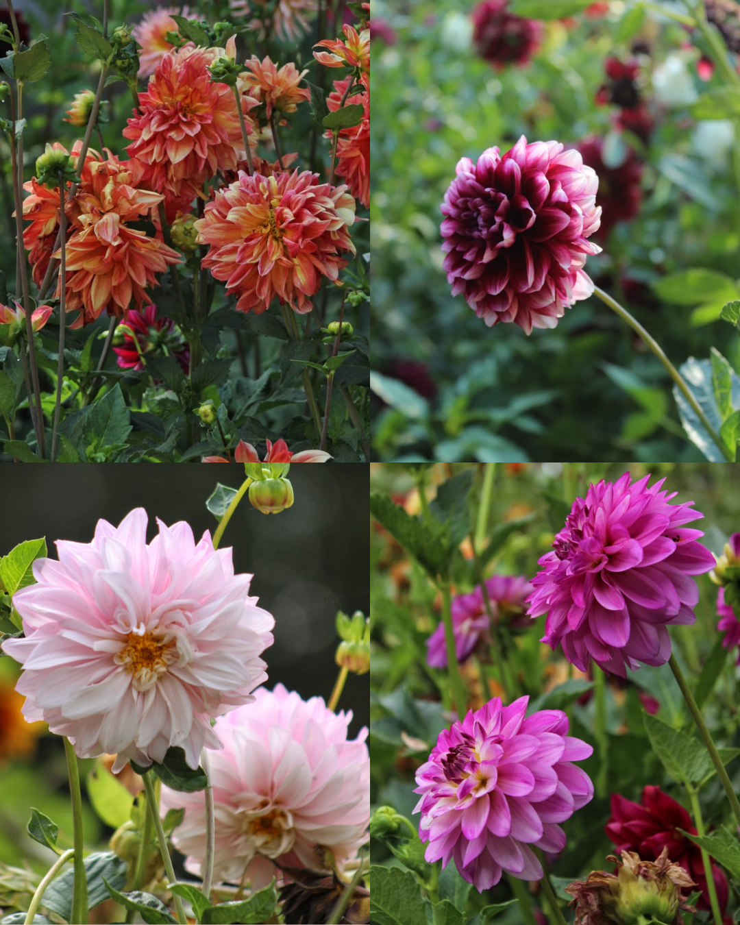 Bulbos de Dalias