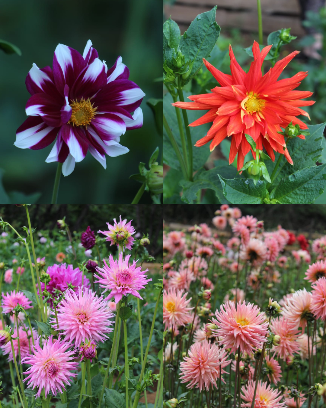 Bulbos de Dalias