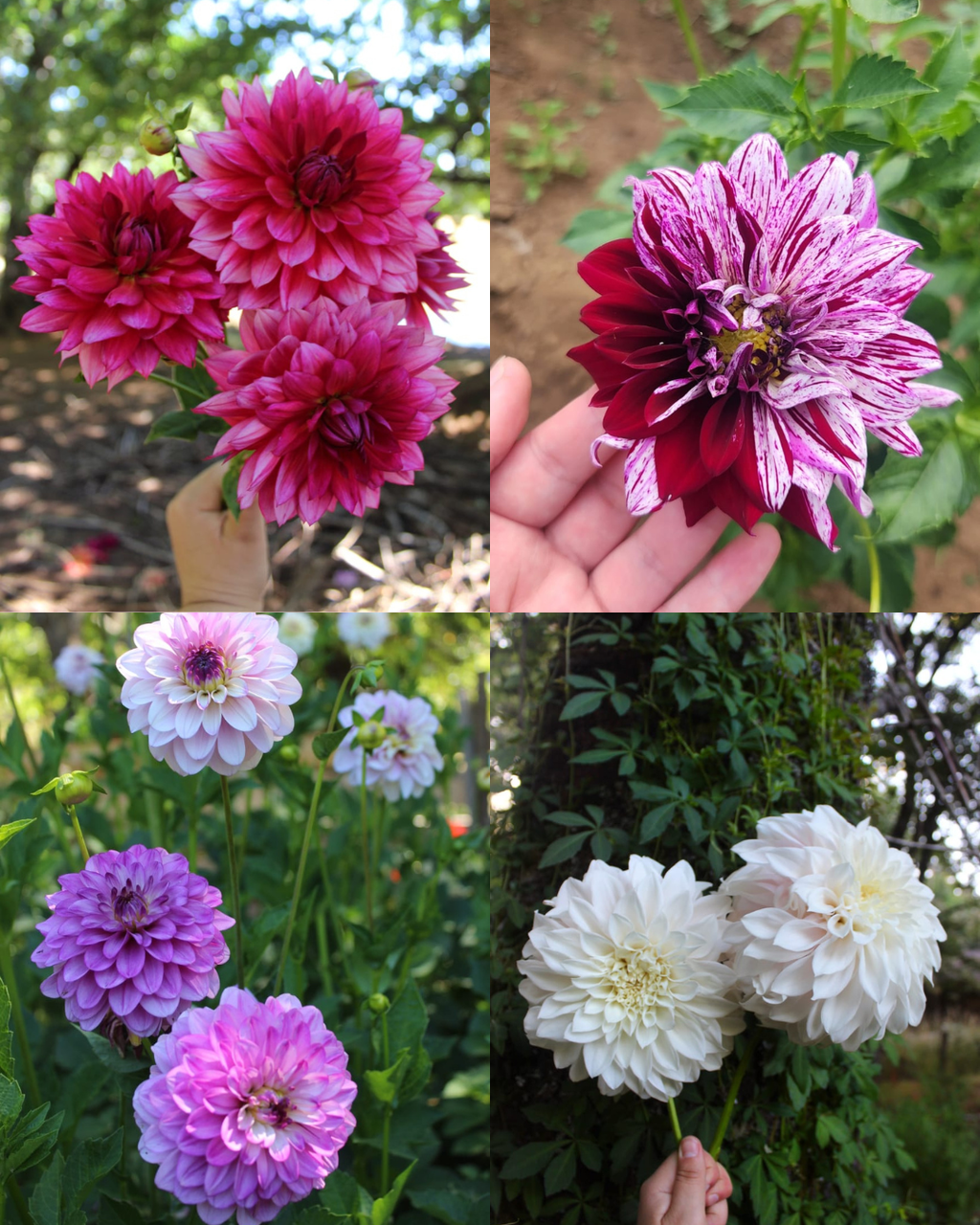 Bulbos de Dalias