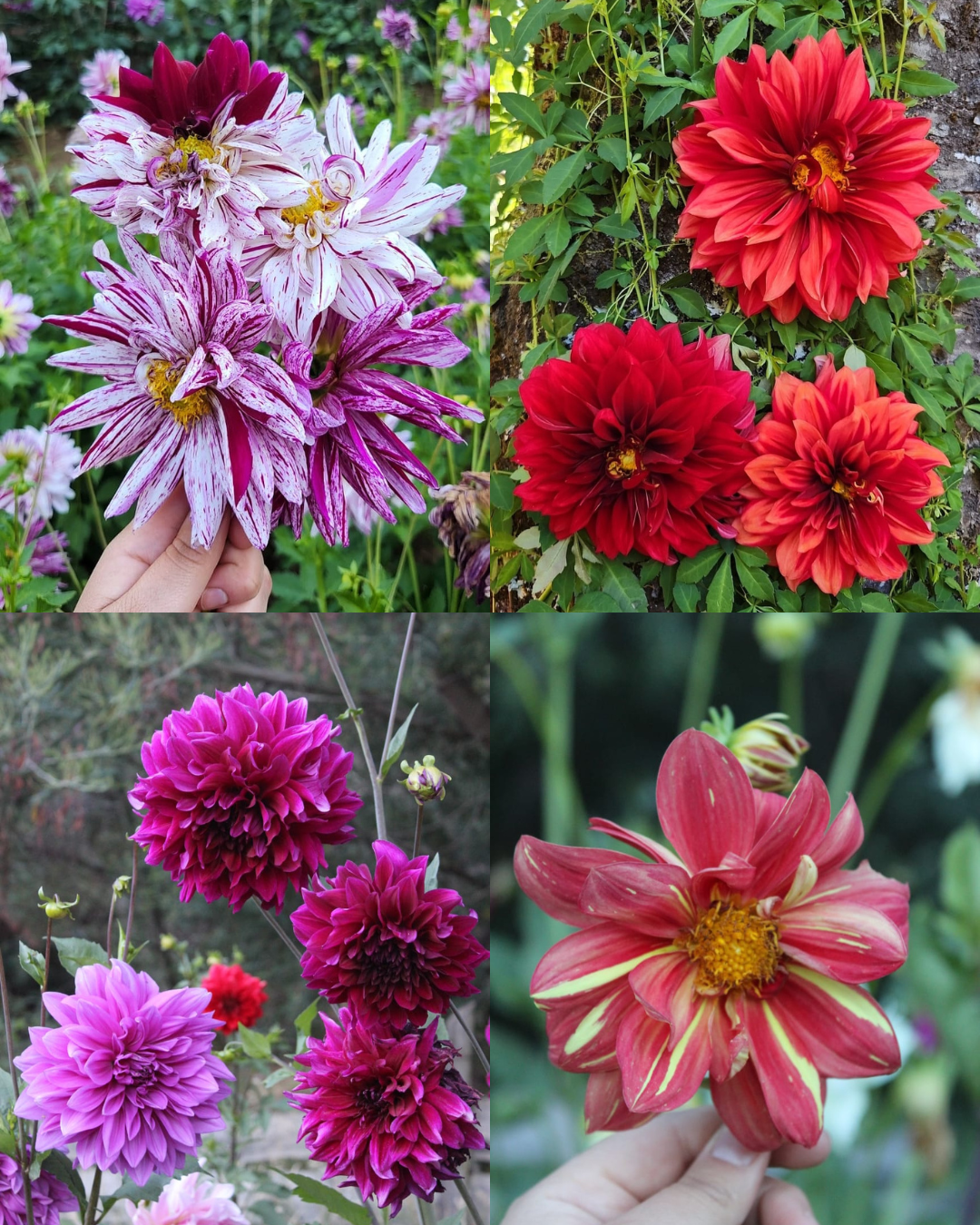 Bulbos de Dalias