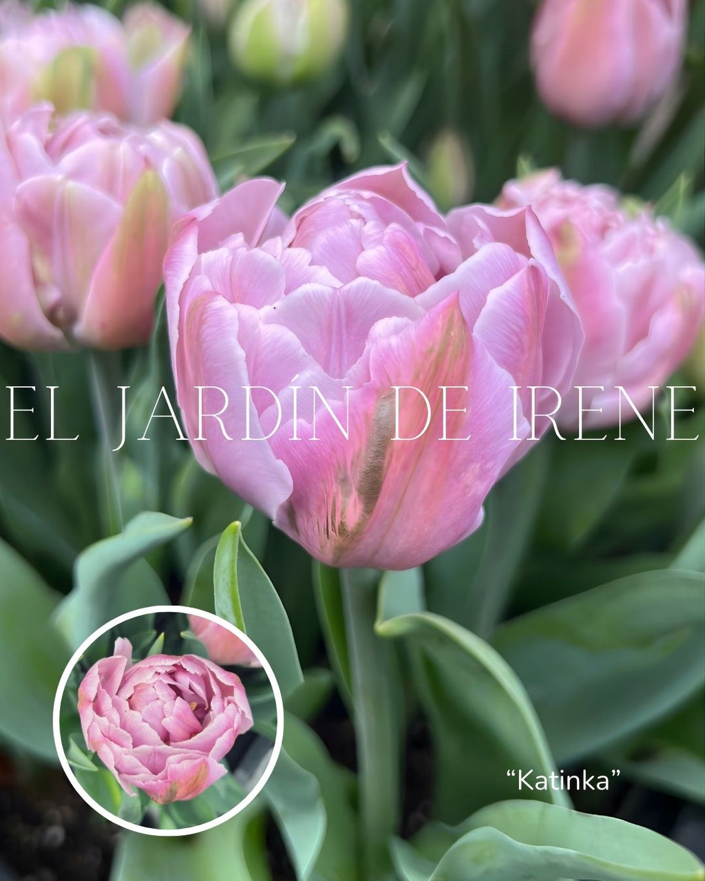 Bulbos de Tulipán PREVENTA