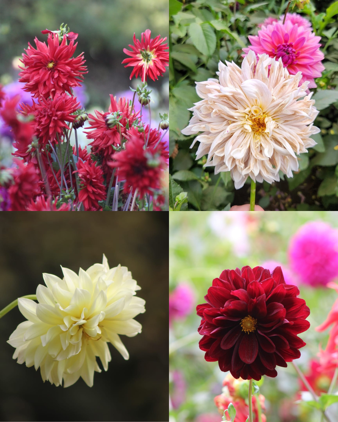 Bulbos de Dalias