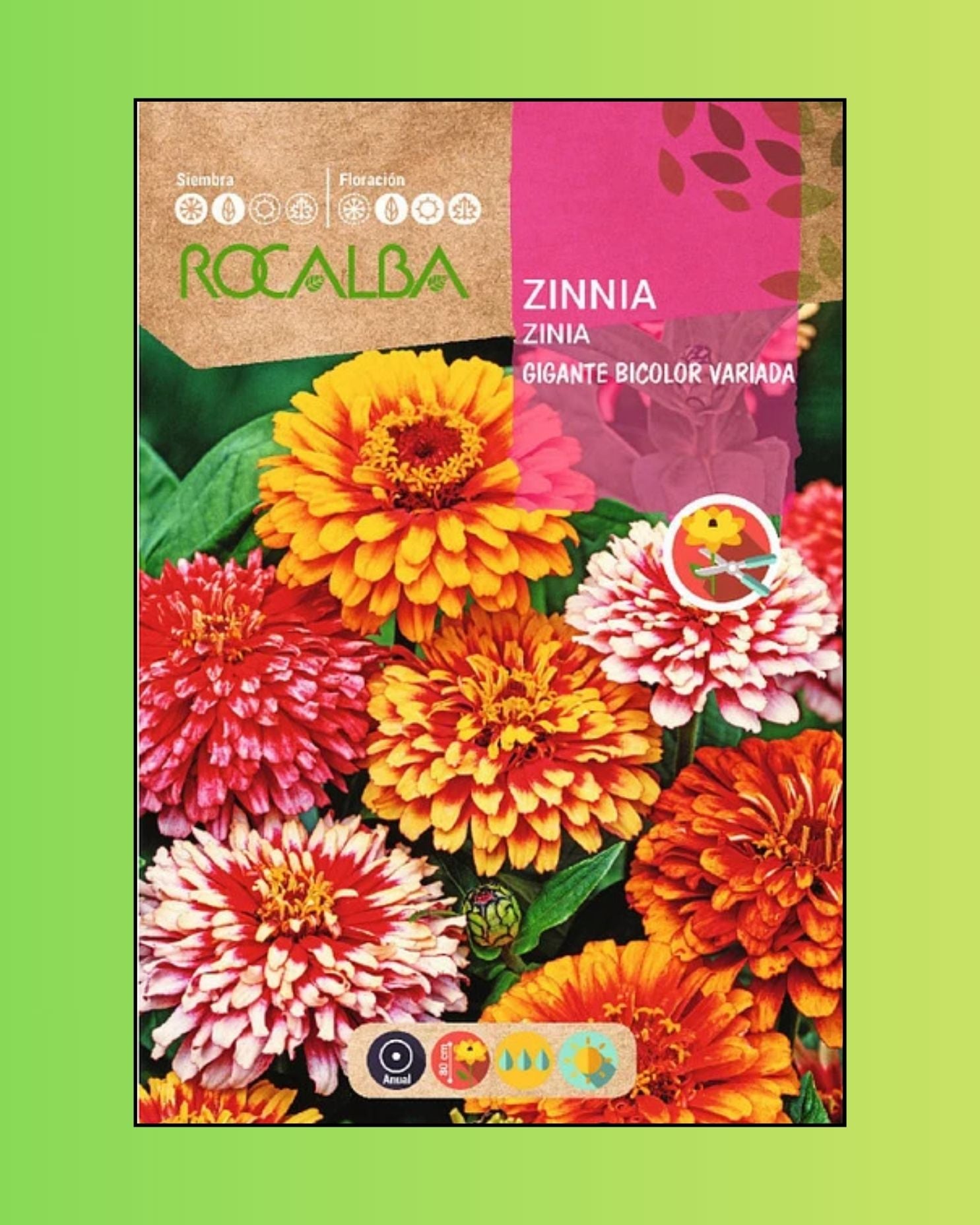 Semillas de Zinnia 'Gigante Bicolor' Rocalba