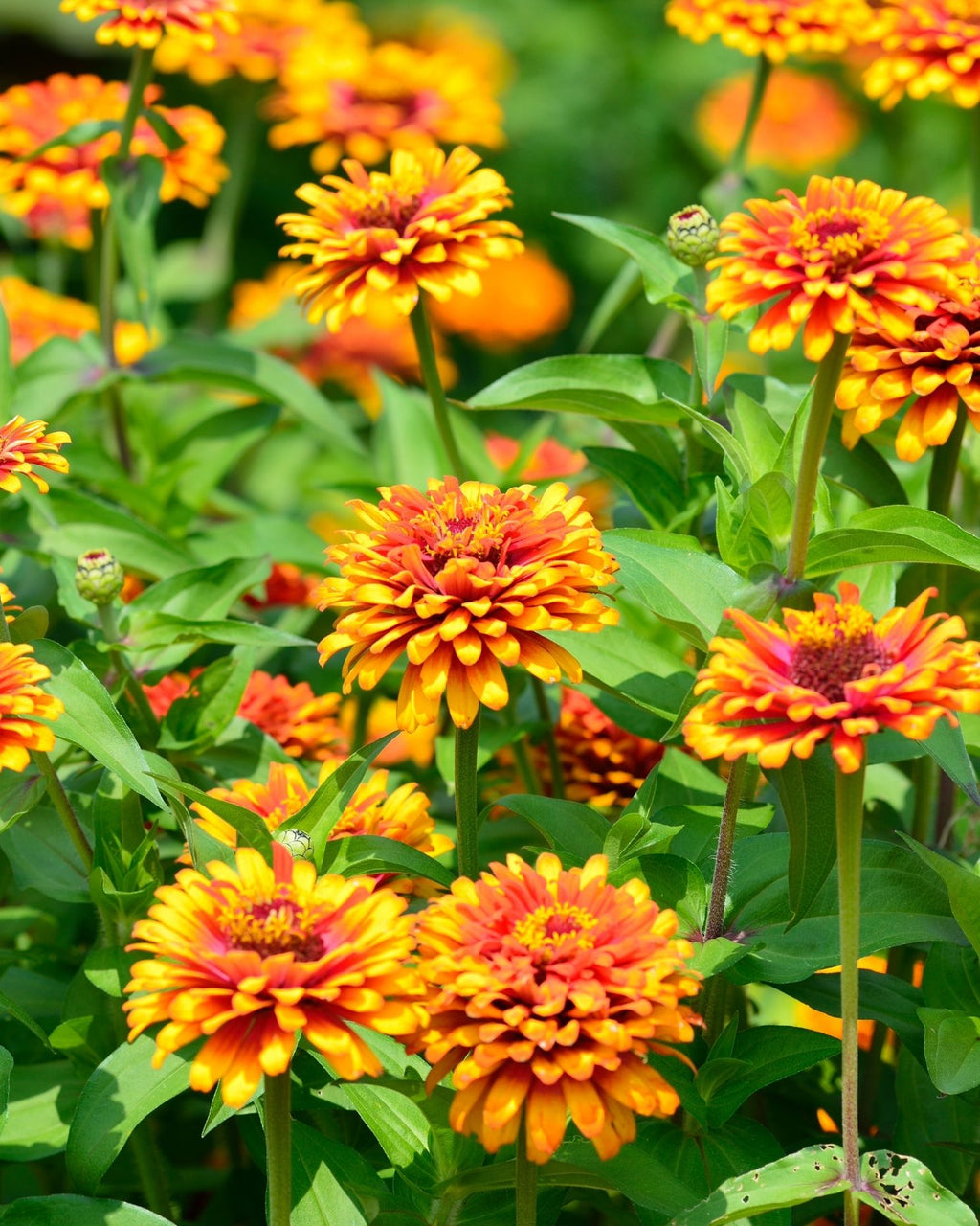 Semillas de Zinnia 'Gigante Bicolor' Rocalba