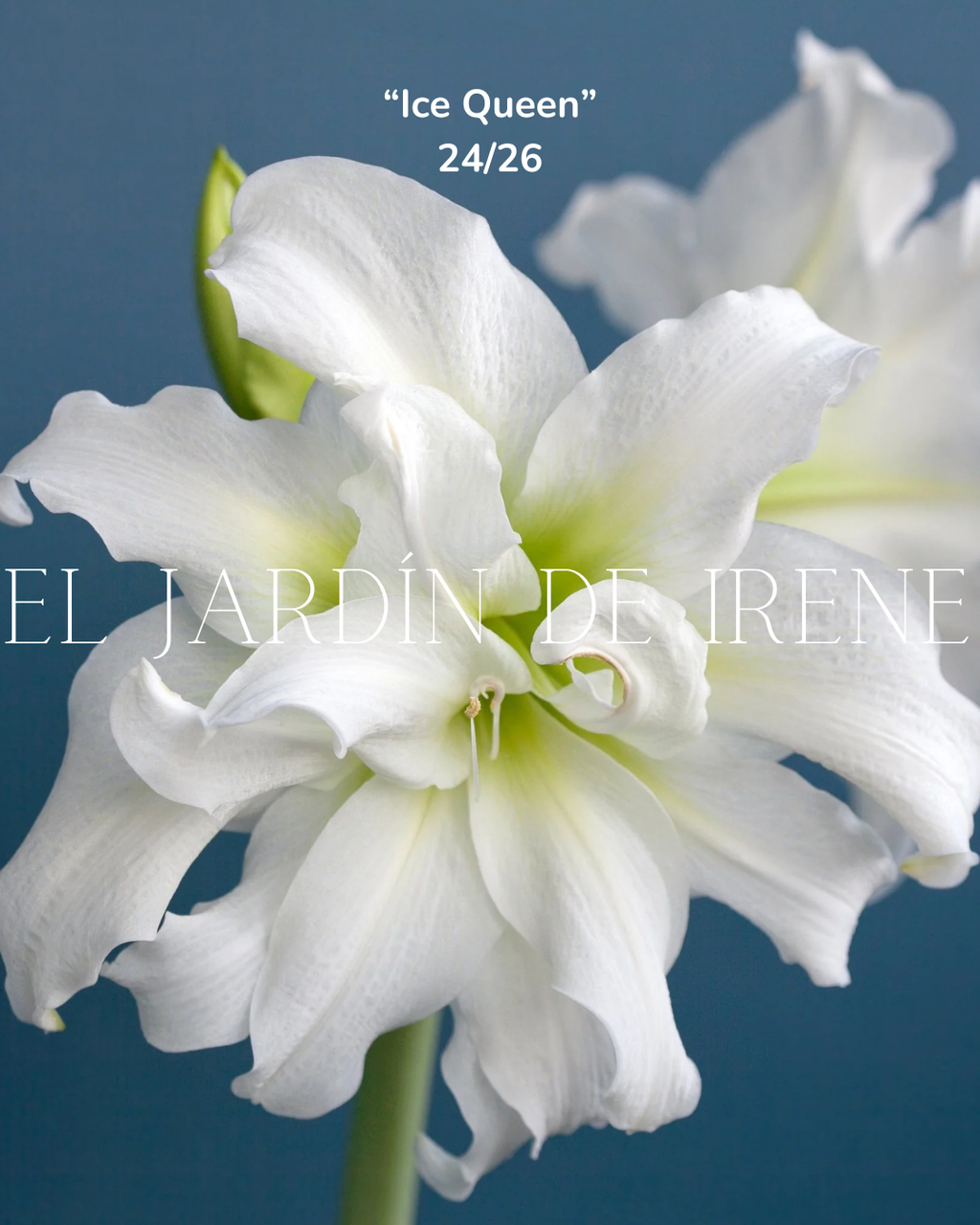 PREVENTA Bulbos de Amaryllis Exclusiva
