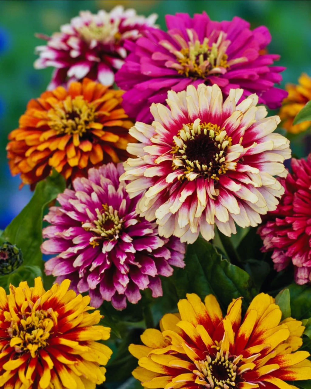 Semillas de Zinnia 'Gigante Bicolor' Rocalba