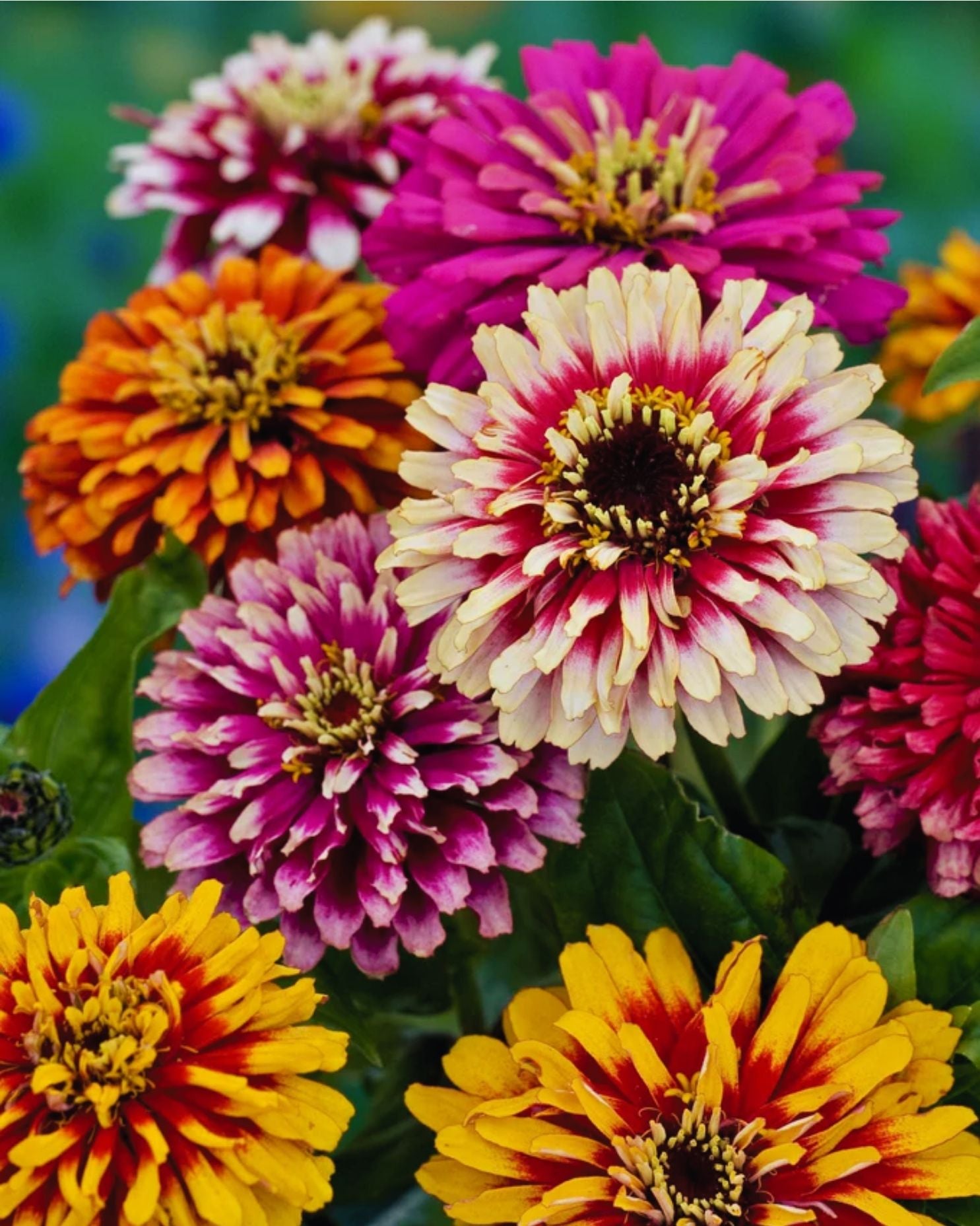 Semillas de Zinnia 'Gigante Bicolor' Rocalba