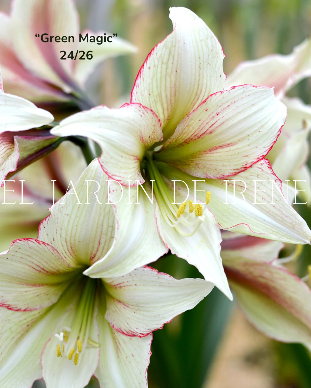 PREVENTA Bulbos de Amaryllis Exclusiva