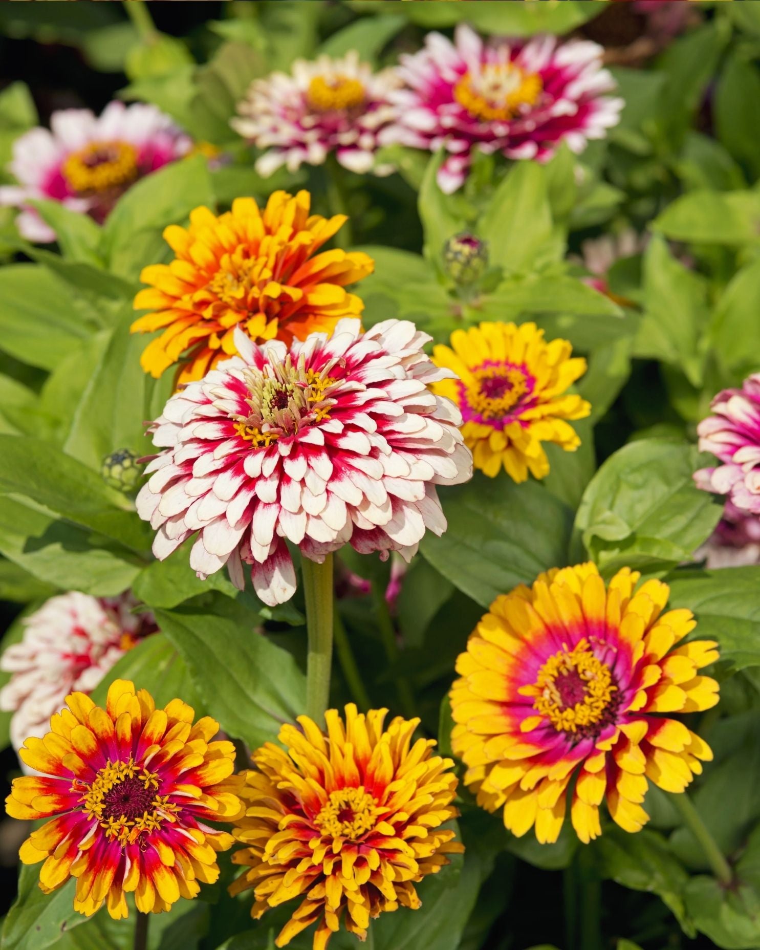 Semillas de Zinnia 'Gigante Bicolor' Rocalba