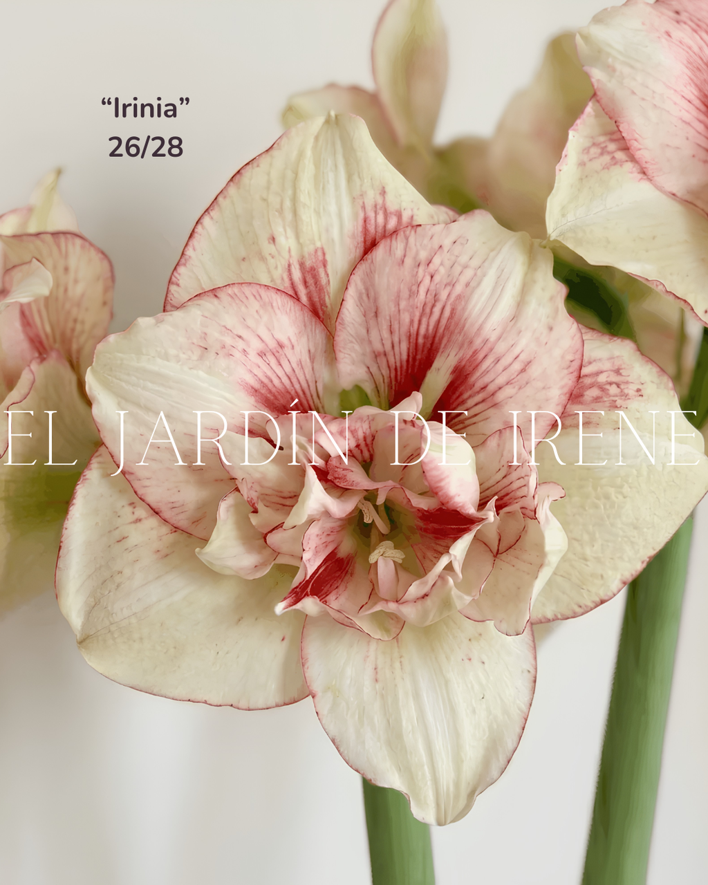 PREVENTA Bulbos de Amaryllis Exclusiva