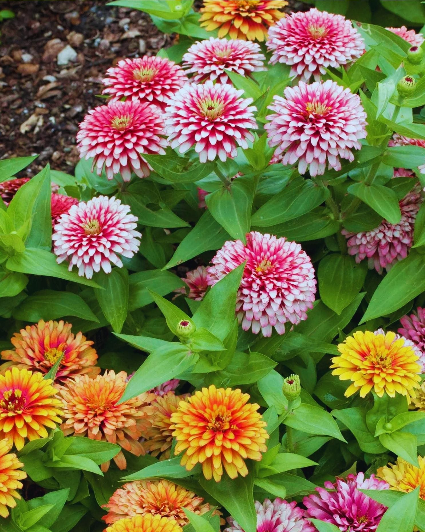 Semillas de Zinnia 'Gigante Bicolor' Rocalba