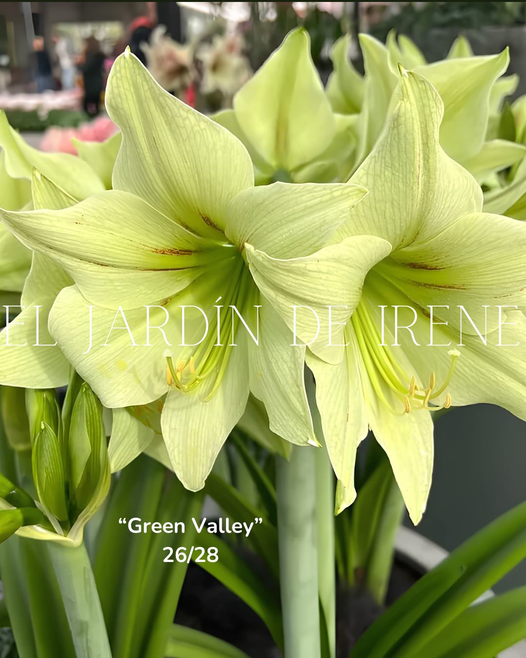 PREVENTA Bulbos de Amaryllis Exclusiva
