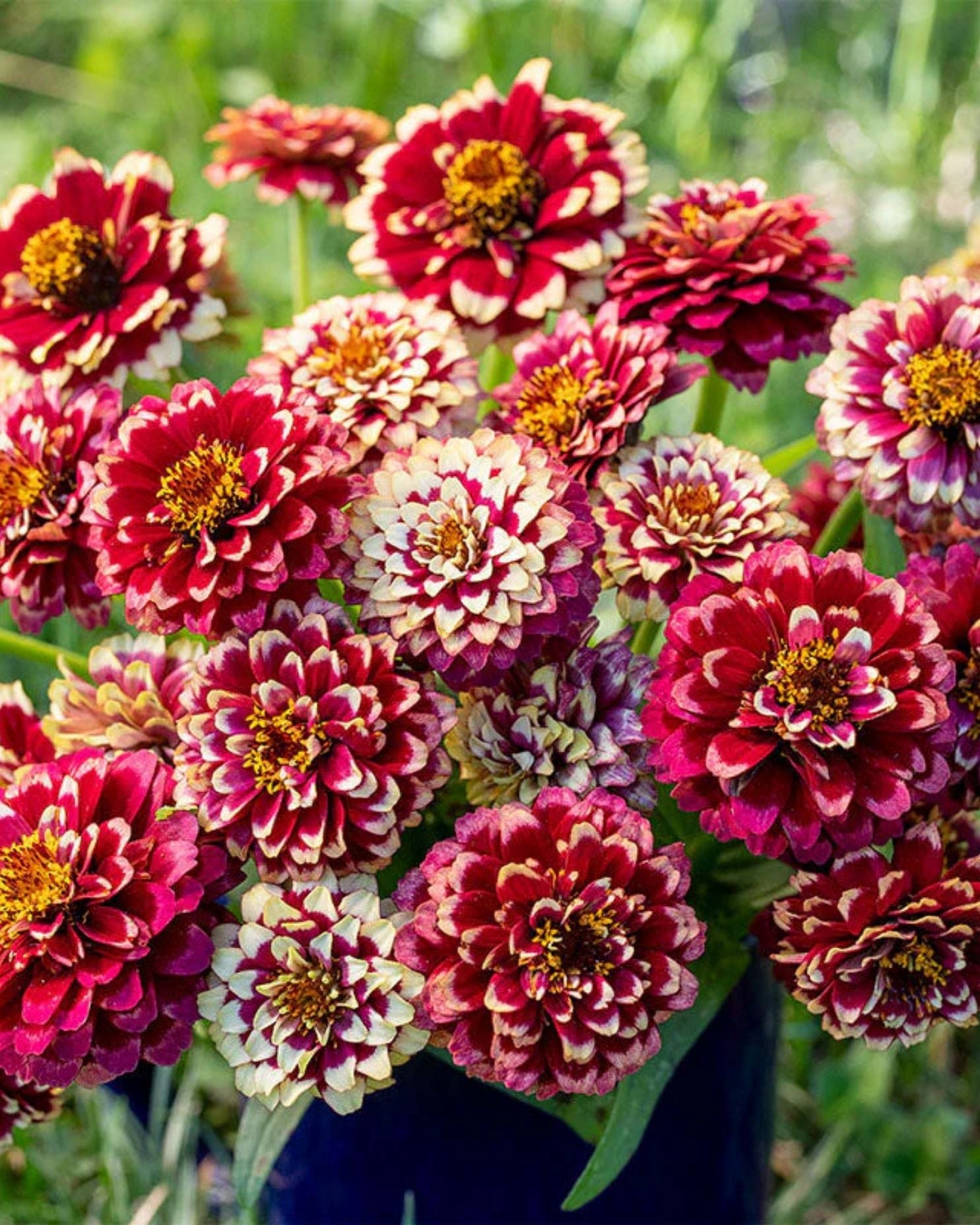 Semillas de Zinnia 'Gigante Bicolor' Rocalba