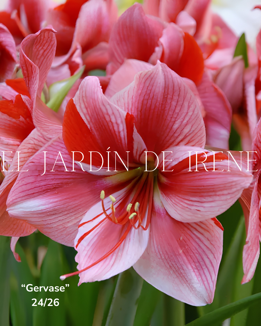 PREVENTA Bulbos de Amaryllis Exclusiva